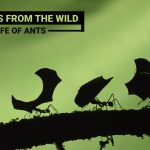 The Life of Ants